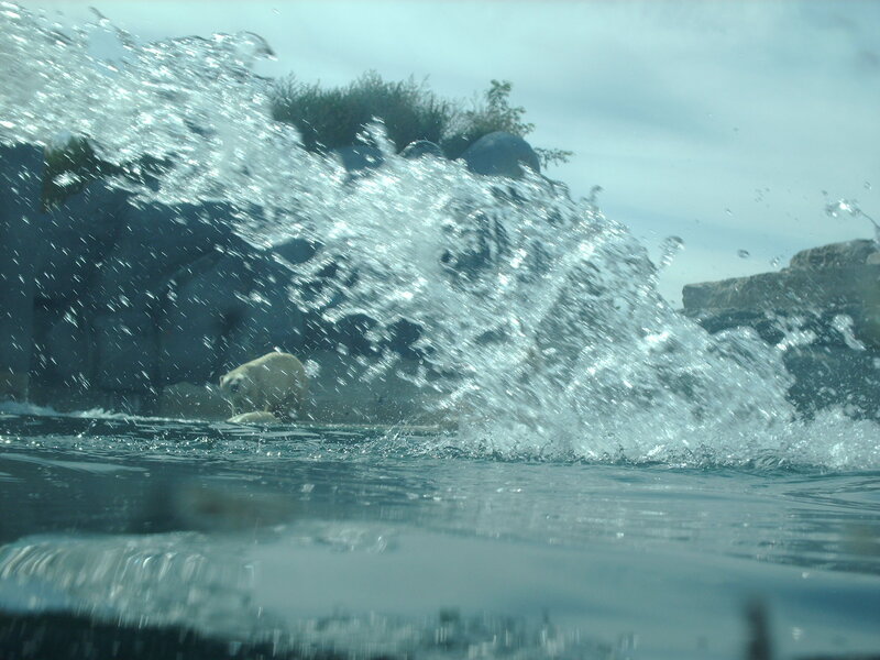 Polar Bear in Water — Blue, Dynamic, Photograph