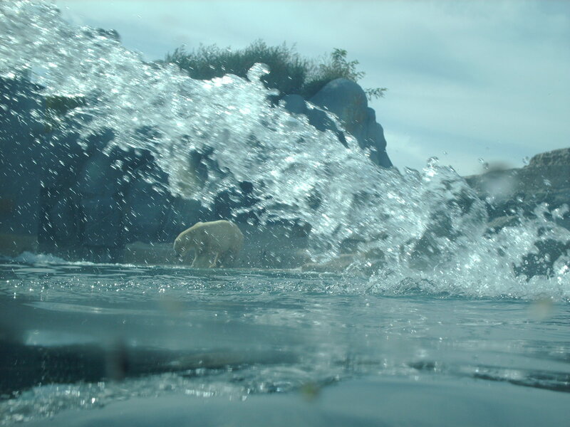 Polar Bear in Water — Blue, Dynamic