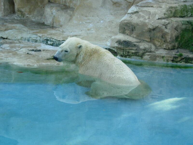 Polar Bear in Water — Blue