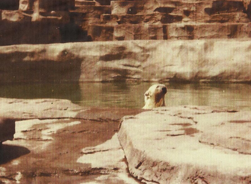 Polar Bear in Water — Brown