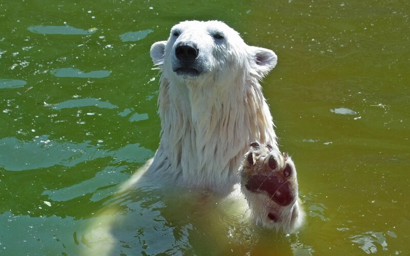 Polar Bear in Water — Green