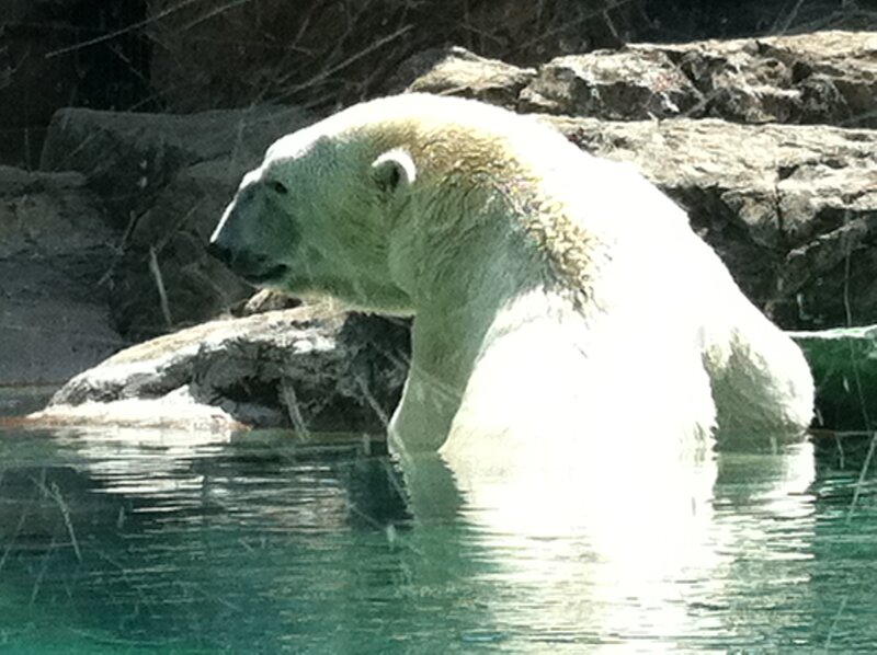Polar Bear in Water — White, Calm, Afternoon