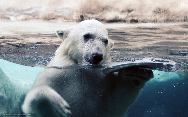 Polar Bear in Water — White, Calm