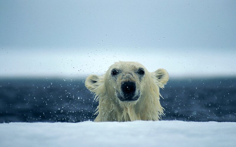 Polar Bear in Water — White, Cold