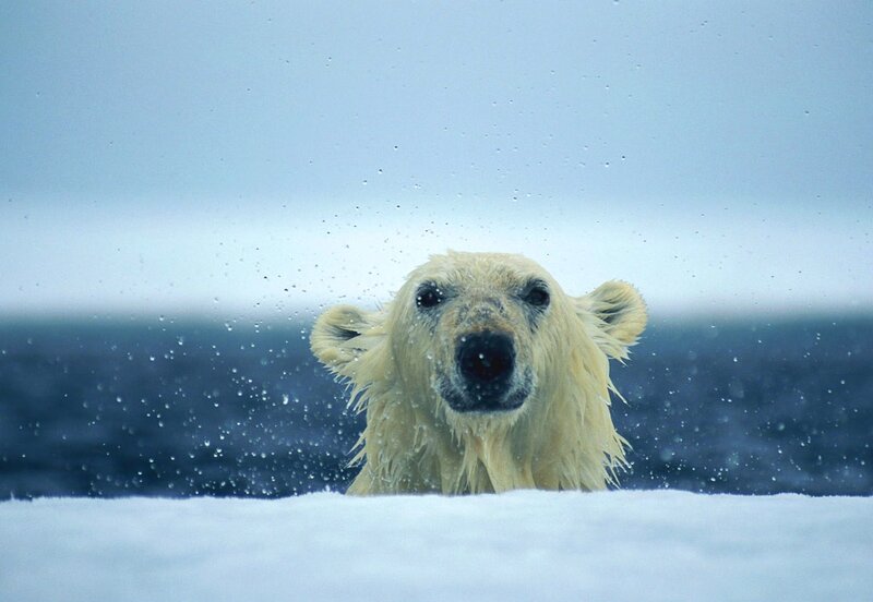 Polar Bear in Water — White, Cold, Winter