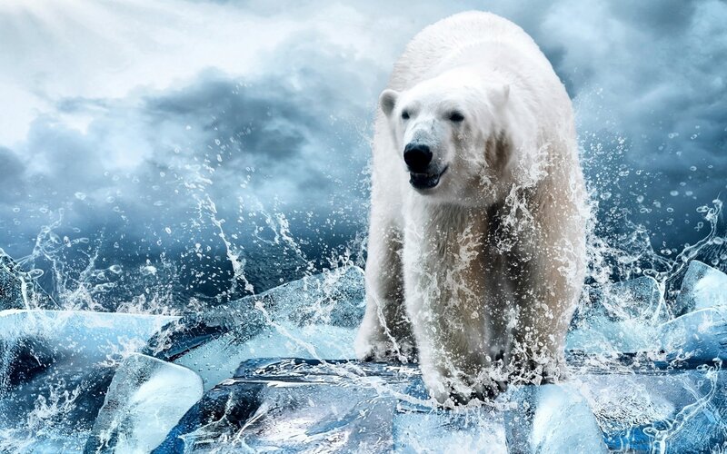 Polar Bear in Water — White, Dramatic, Photograph