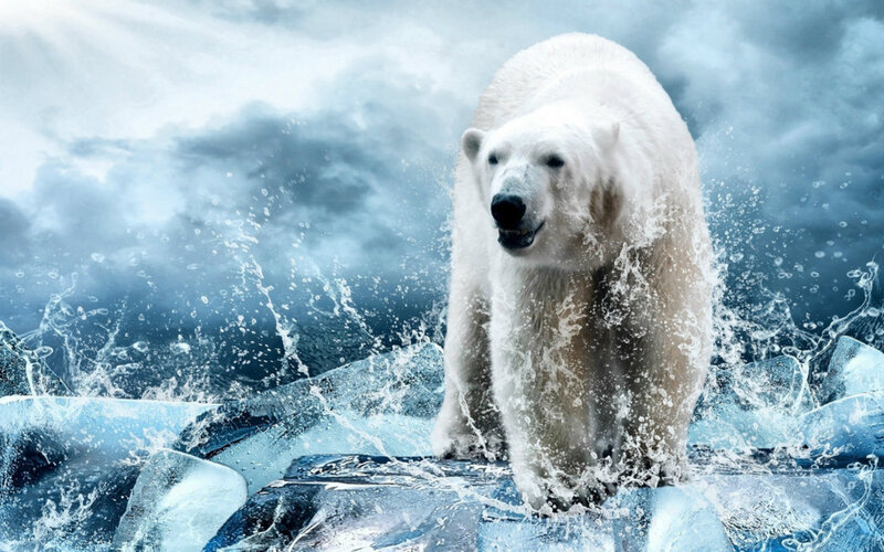 Polar Bear in Water — White, Dramatic