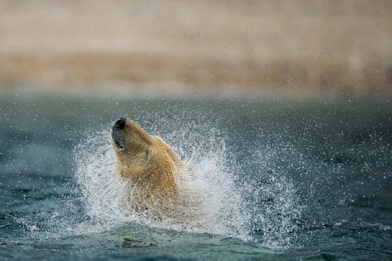 Polar Bear in Water — White, Dynamic, Photograph