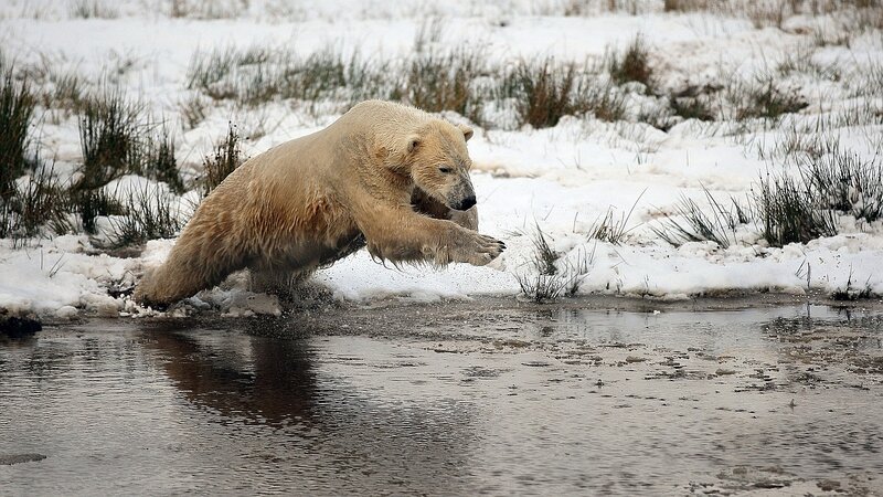 Polar Bear in Water — White, Dynamic