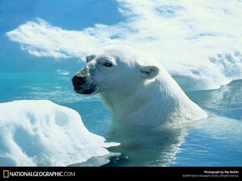 Polar Bear in Water — White, Serene