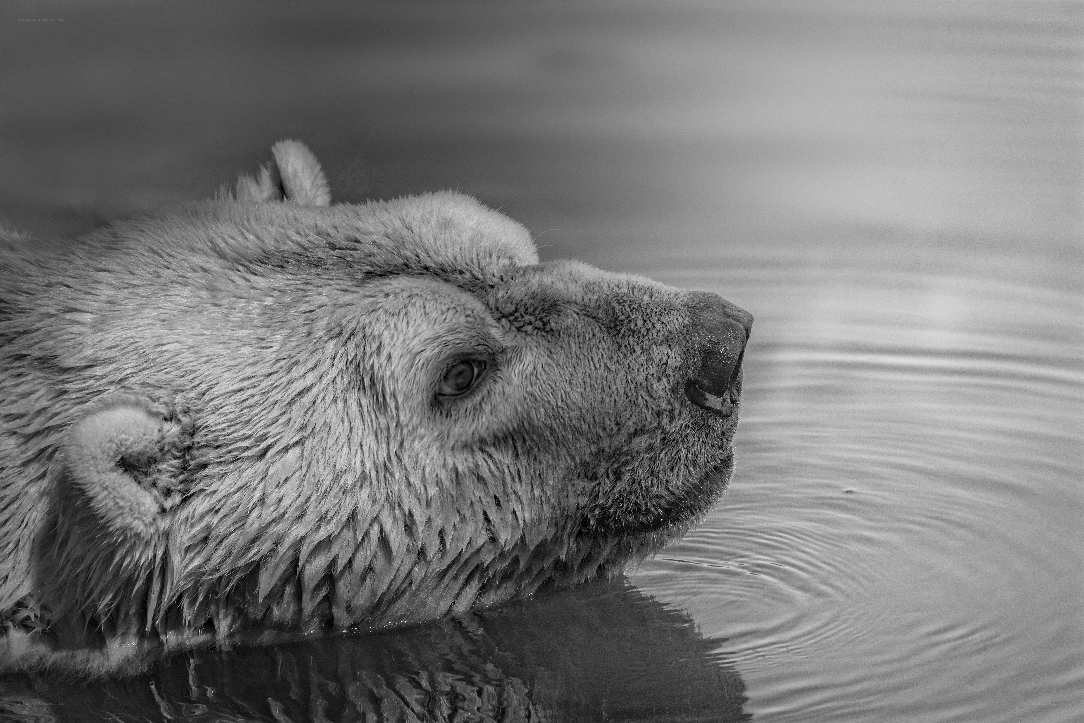 polar bear in water