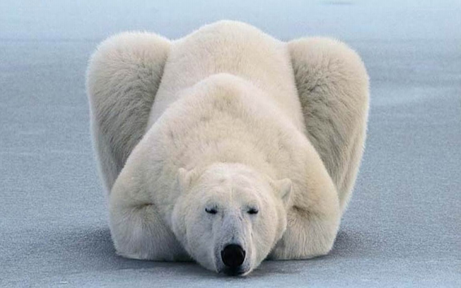 Polar bear in yoga pose