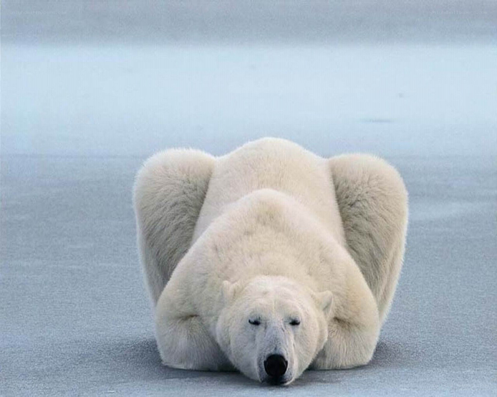 Polar bear in yoga pose