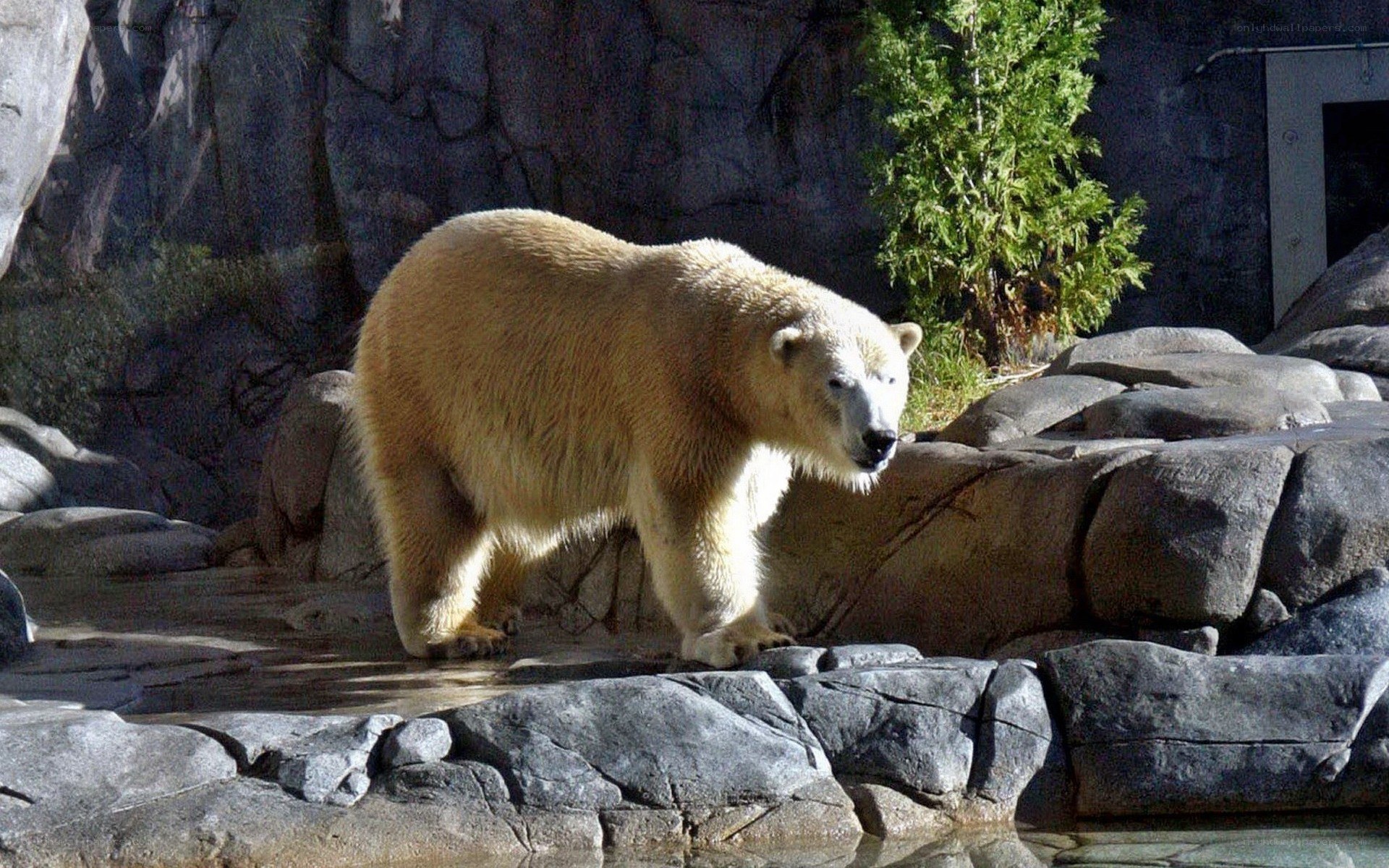 Polar bear in zoo enclosure
