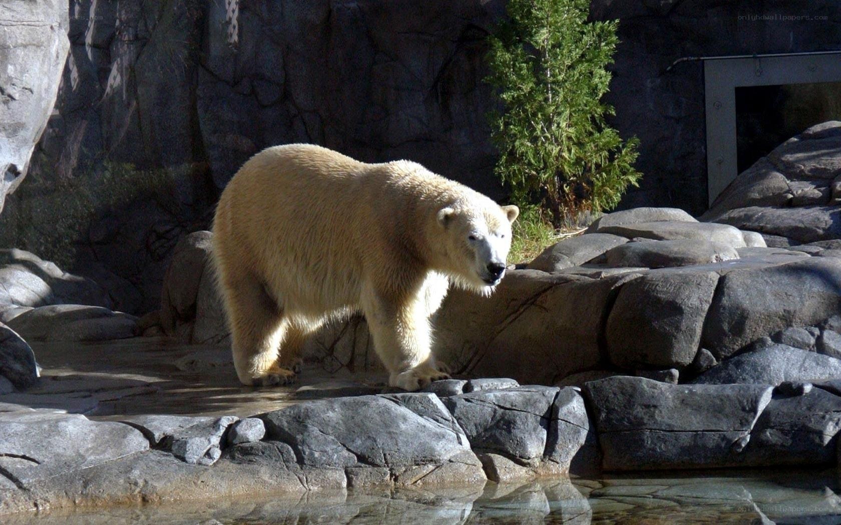 Polar bear in zoo enclosure