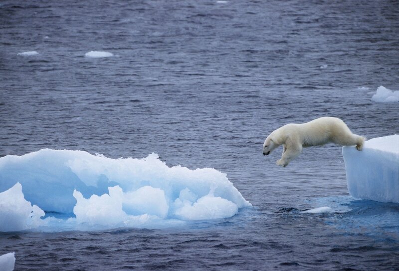Polar bear jumping between ice floes