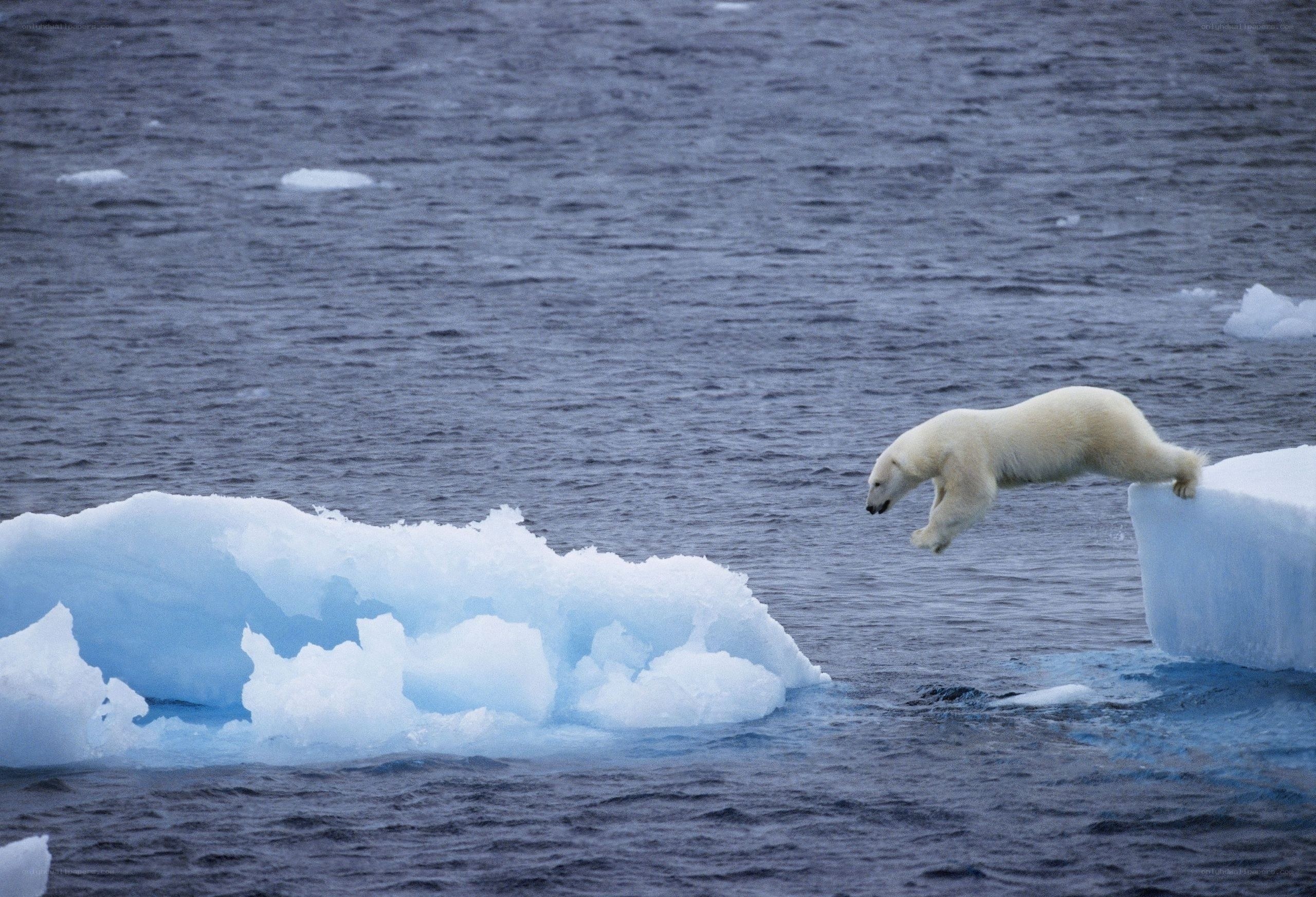 Polar bear jumping between ice floes