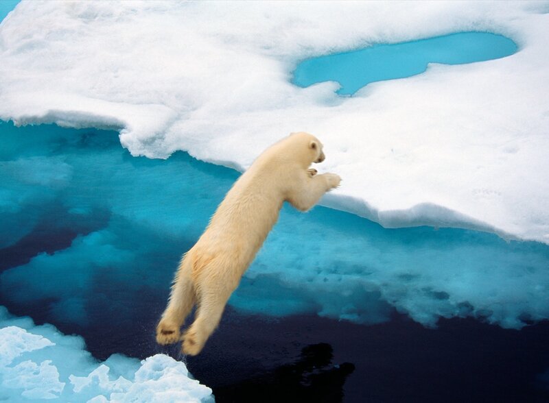 Polar bear jumping on ice