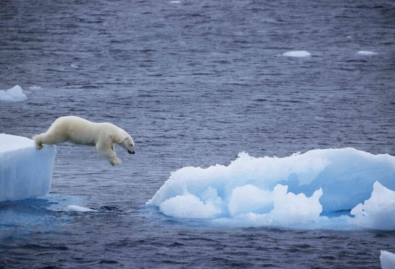 Polar Bear Jumping