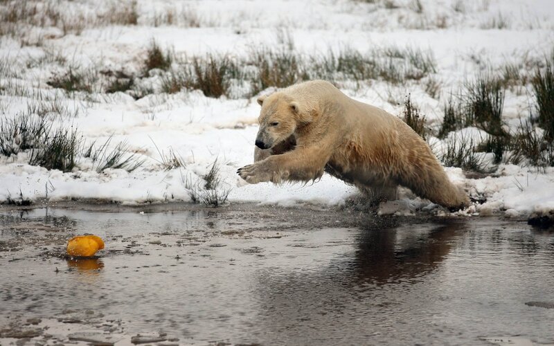 Polar Bear Jumping — White, Dynamic