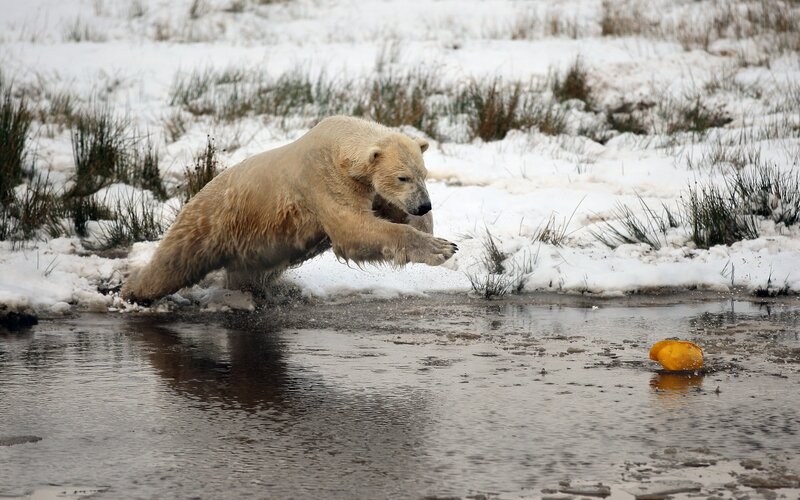 Polar Bear Jumping — White, Dynamic, Winter, Photograph, Snow