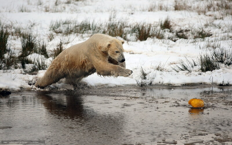 Polar Bear Jumping — White, Dynamic, Winter, Photograph