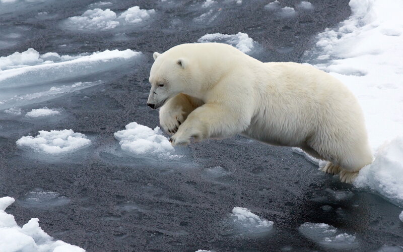 Polar Bear Jumping — White, Dynamic, Winter