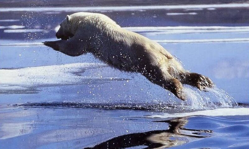 Polar bear leaps across water