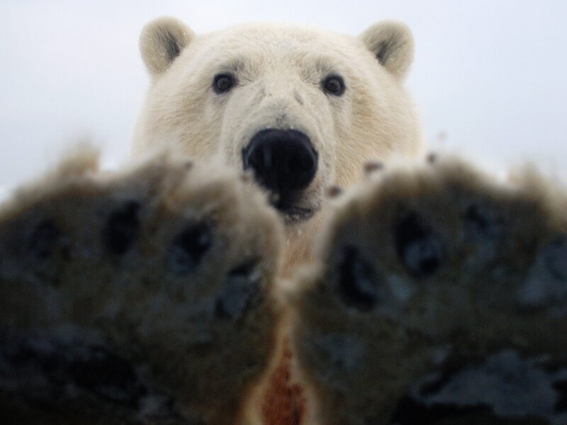 Polar bear looking at camera