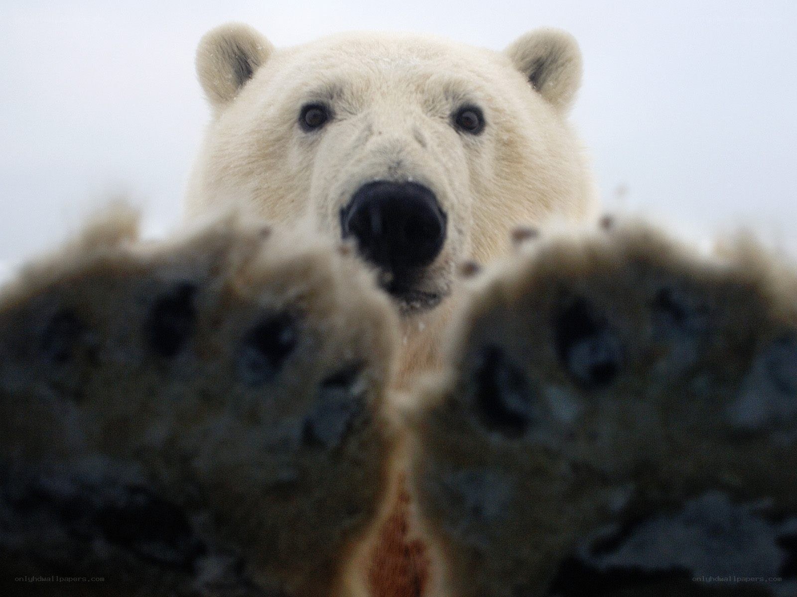 Polar bear looking at camera