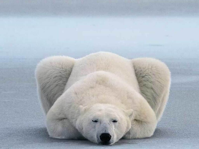 Polar Bear Lying Down