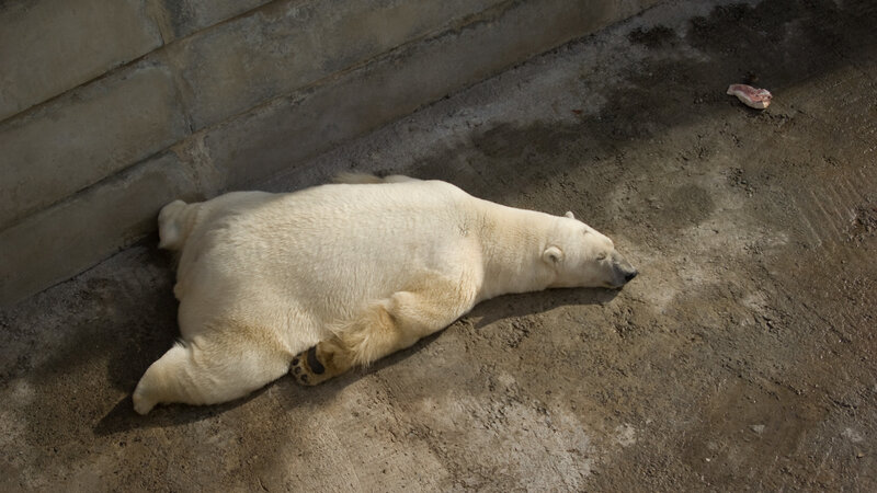 Polar Bear Lying Down — White, Calm, Afternoon, Photograph
