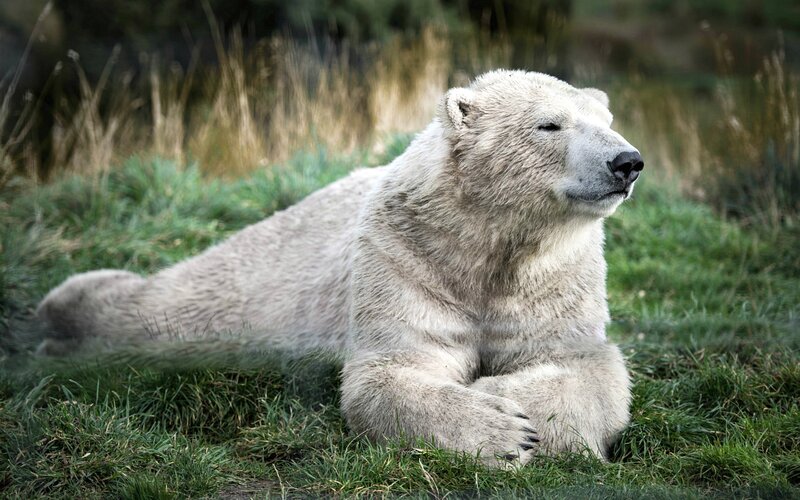 Polar Bear Lying Down — White, Calm, Afternoon