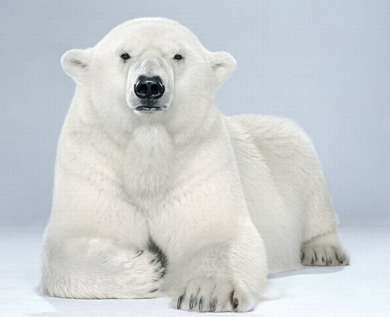 Polar Bear Lying Down — White, Calm