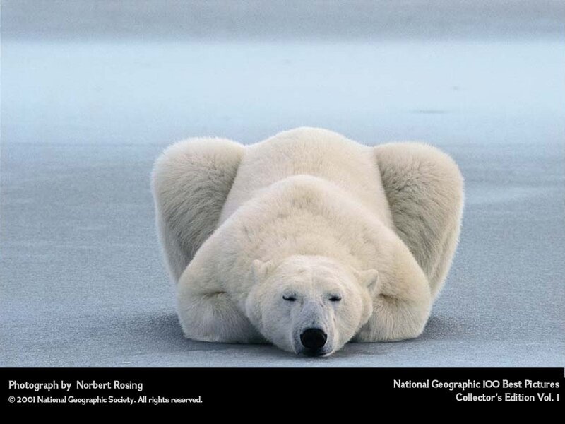 Polar Bear Lying Down — White, Calm, Winter, Photograph, Ice