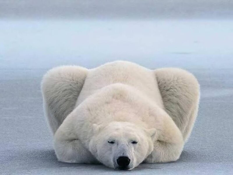 Polar Bear Lying Down — White, Calm, Winter, Photograph