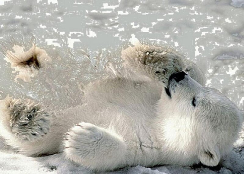 Polar Bear Lying Down — White, Calm, Winter
