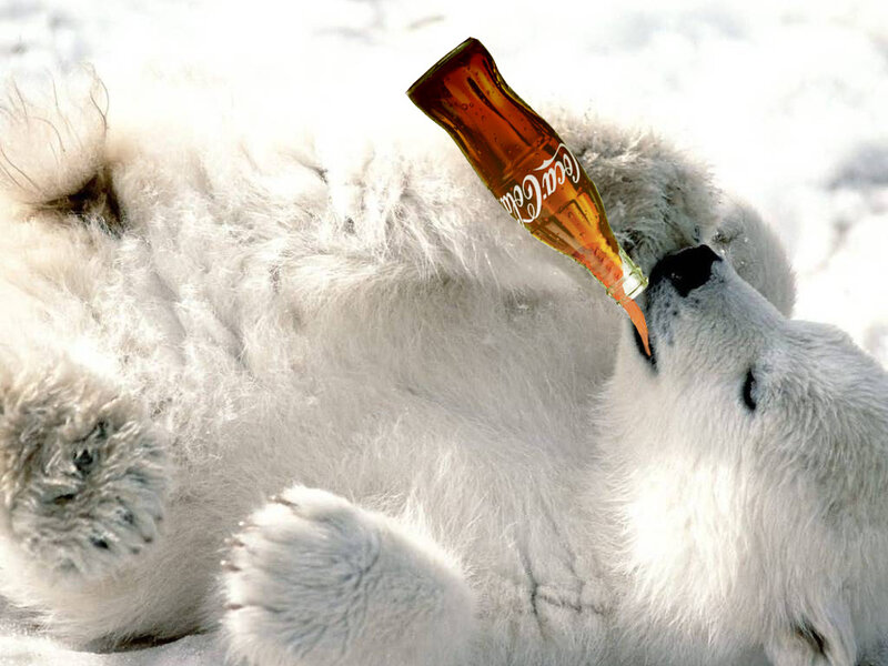 Polar Bear Lying Down — White, Playful