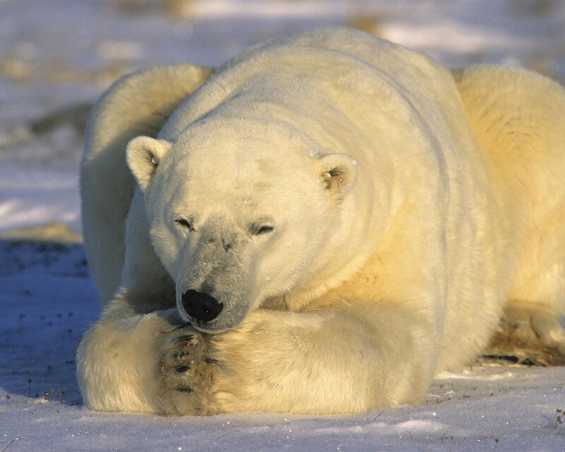 Polar Bear Lying Down — White