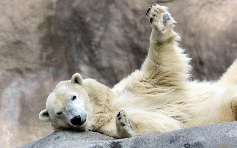 Polar Bear Lying on Back