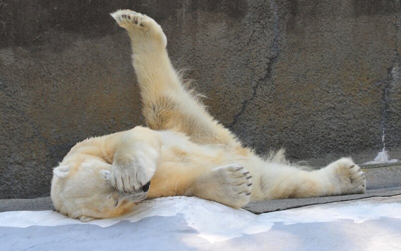Polar Bear Lying on Back — White, Relaxed