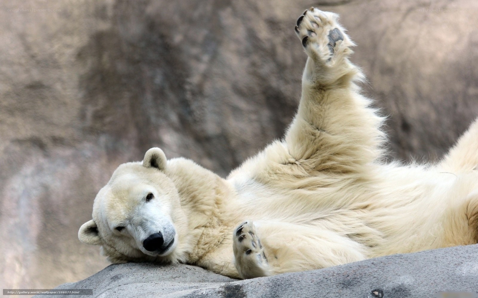 Polar bear lying on its back