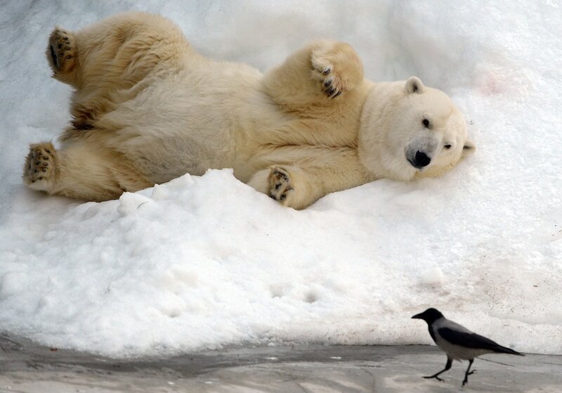 Polar Bear Lying on Snow