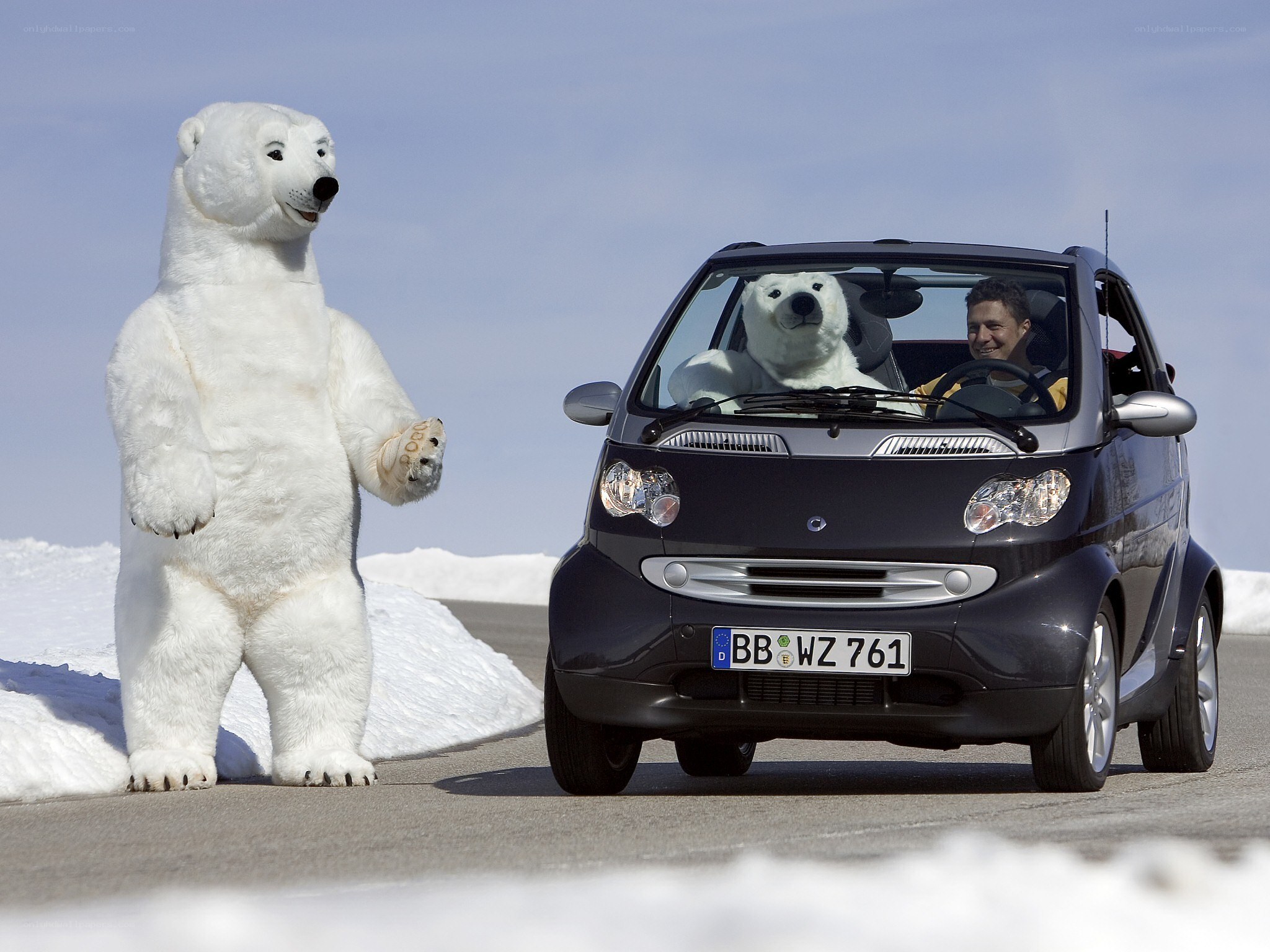 Polar bear mascot with car