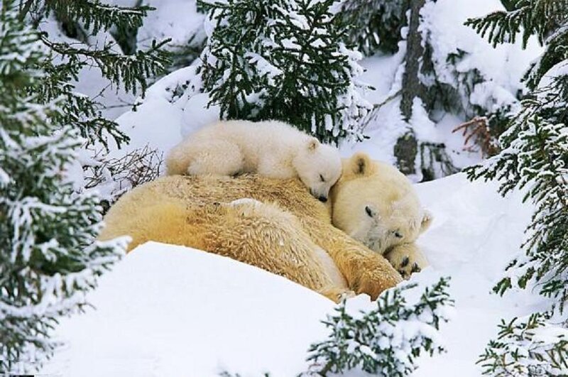 Polar bear mother and cub