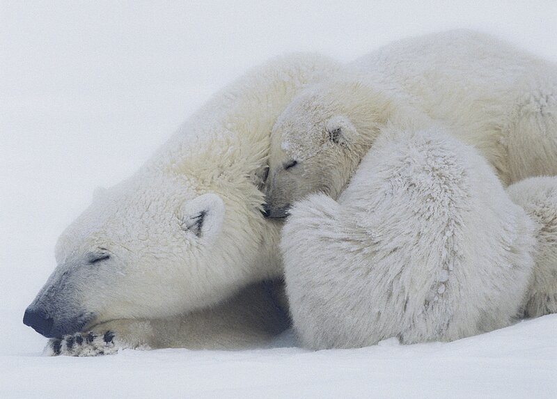 Polar bear mother and cub