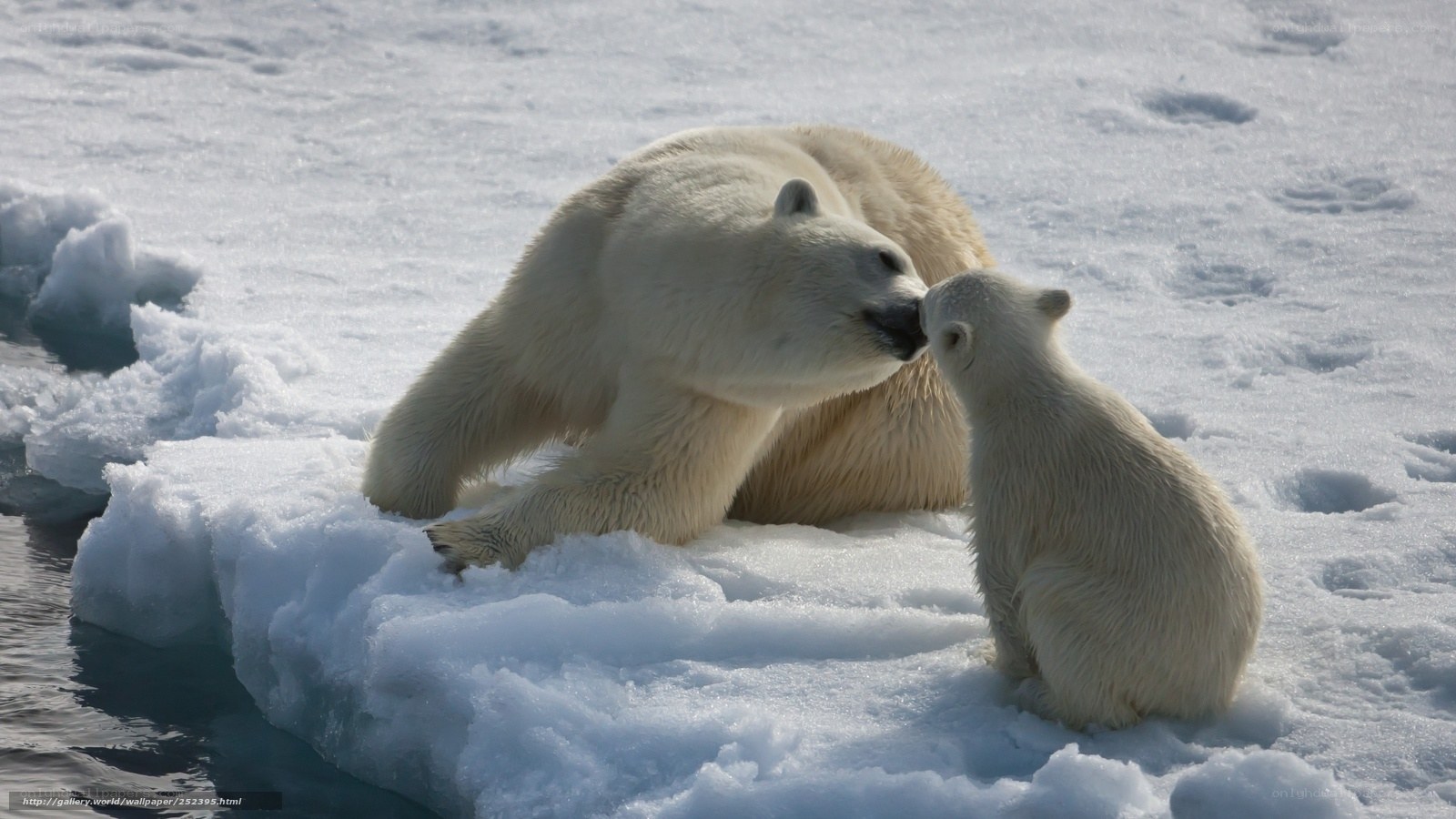 Polar bear mother and cub