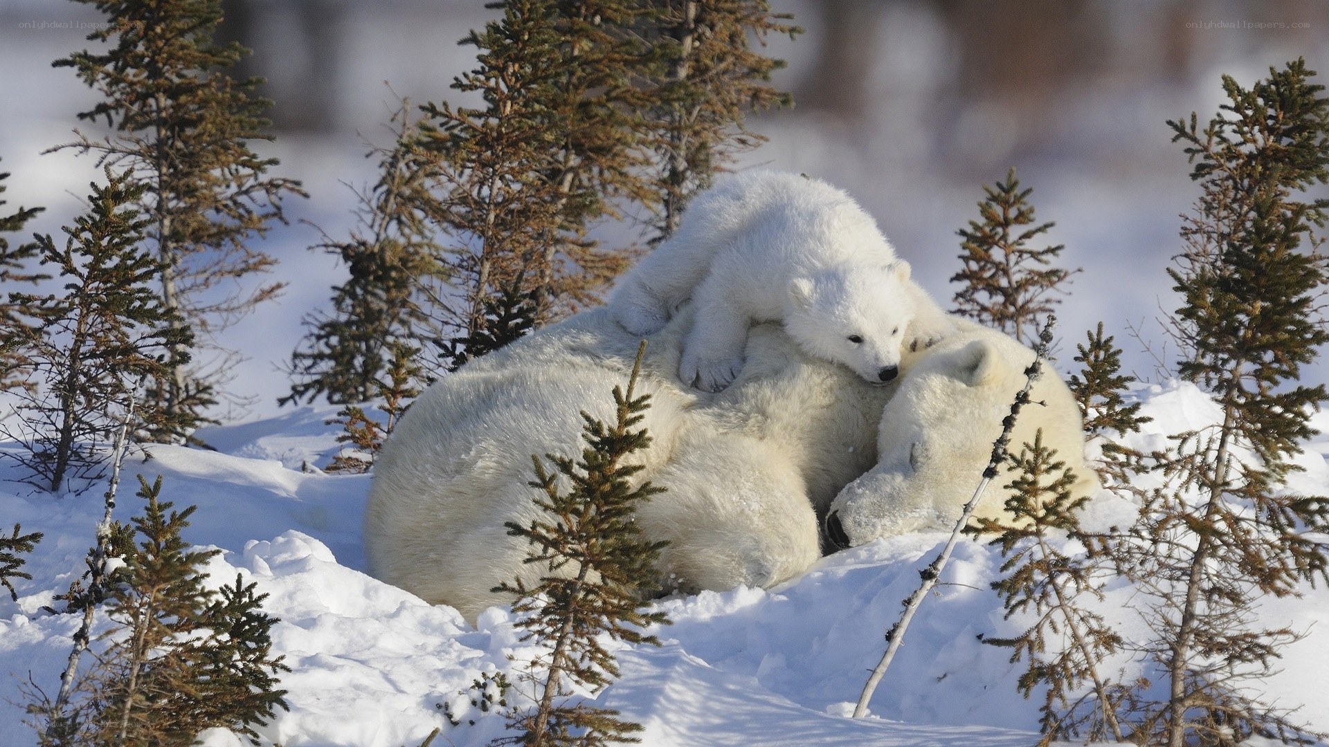 Polar bear mother and cub