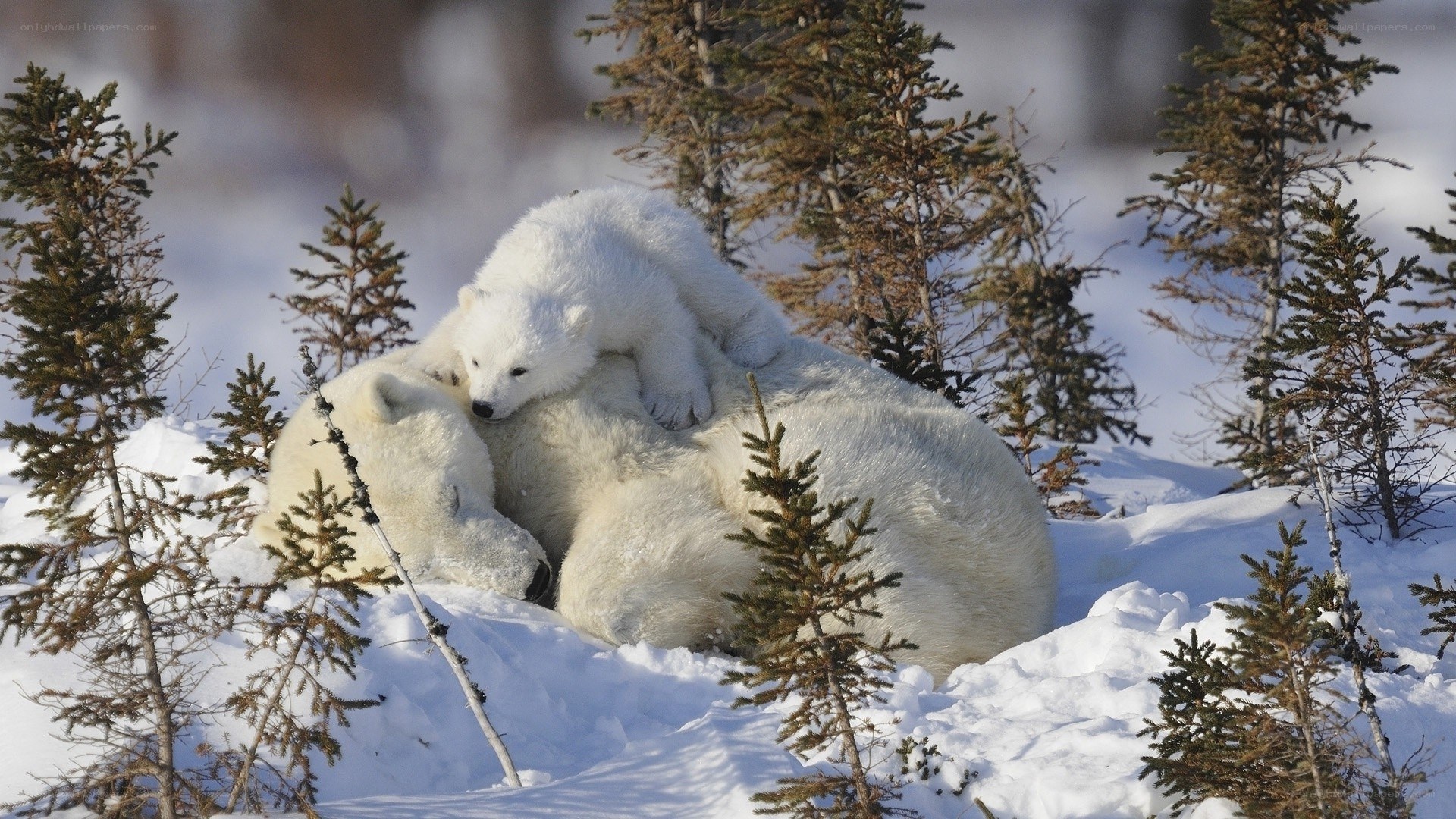 Polar bear mother and cub