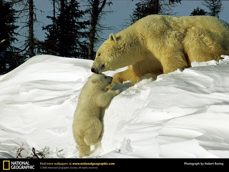 Polar bear mother and cub